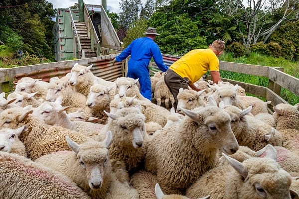 Livestock Gas Emissions