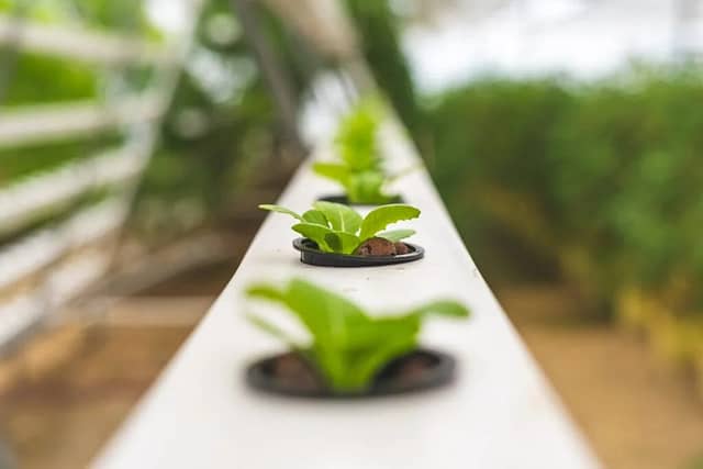 Hydroponic Farming