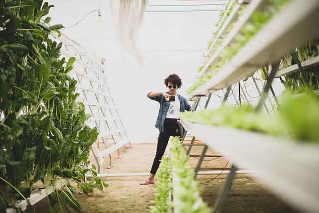 Hydroponic Farming