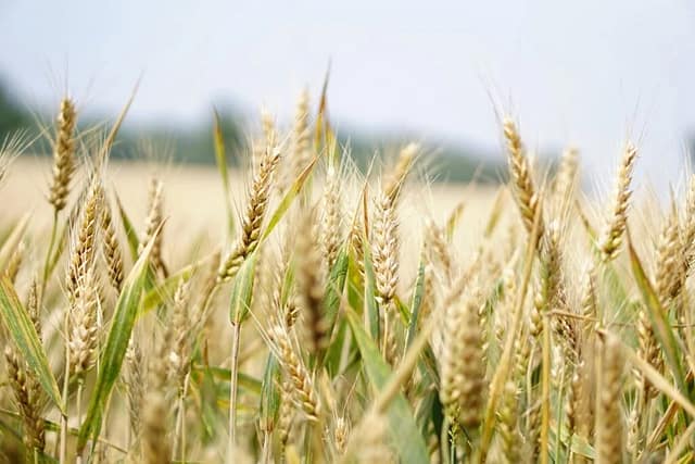 Grain Storage Temperature Control